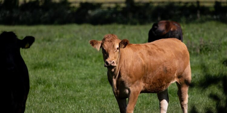 Slintačka a krívačka – mimoriadne opatrenia